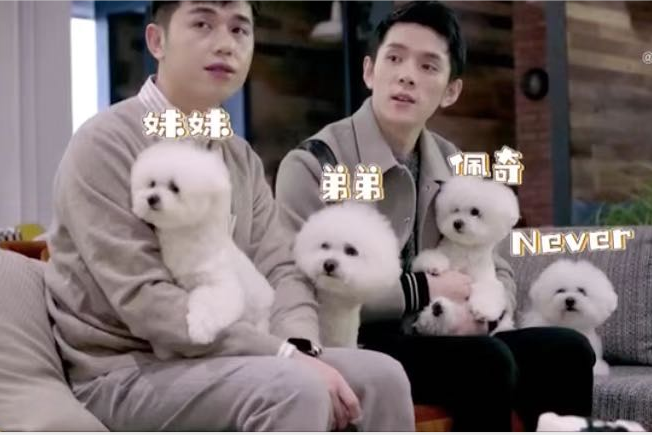 西安知識產(chǎn)權(quán)|暴擊！一只”擁有“400多件商標(biāo)的狗狗！